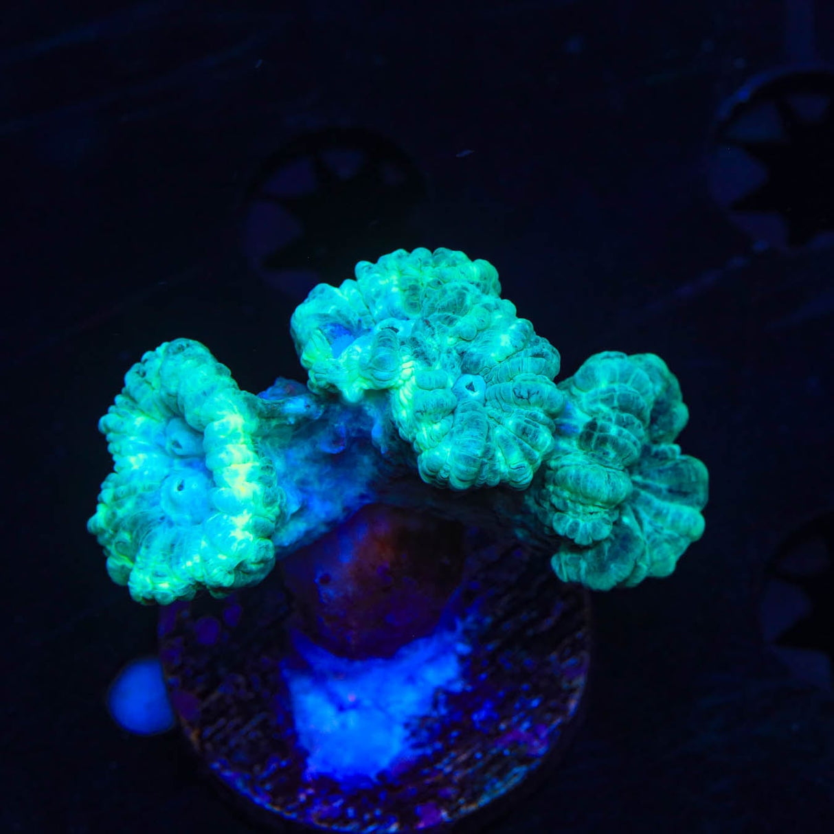 Mint Candy Cane Coral