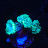 Mint Candy Cane Coral
