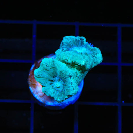 Mint Candy Cane Coral