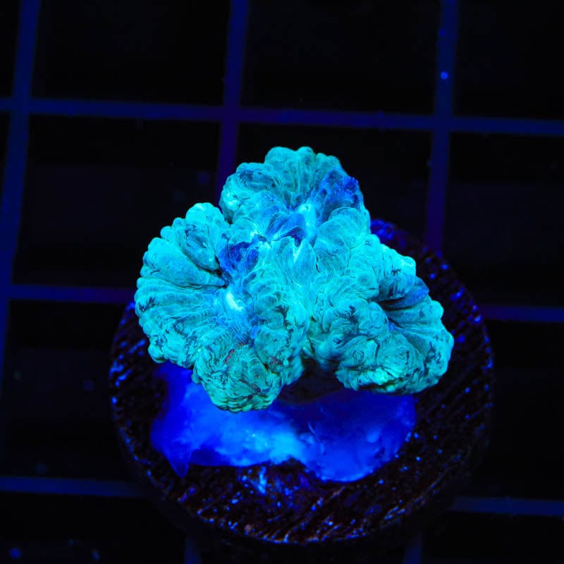 Mint Candy Cane Coral