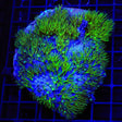 Mint Green Star Polyps Colony Coral