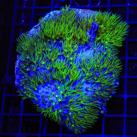 Mint Green Star Polyps Colony Coral