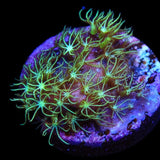 Mint Green Star Polyps Coral