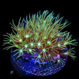 Mint Green Star Polyps Coral