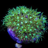 Mint Green Star Polyps Coral