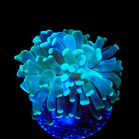 Mint Hammer Coral