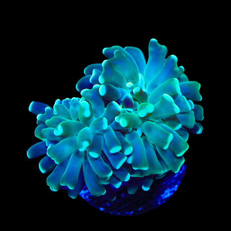Mint Hammer Coral