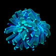 Mint Hammer Coral