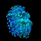 Mint Hammer Coral