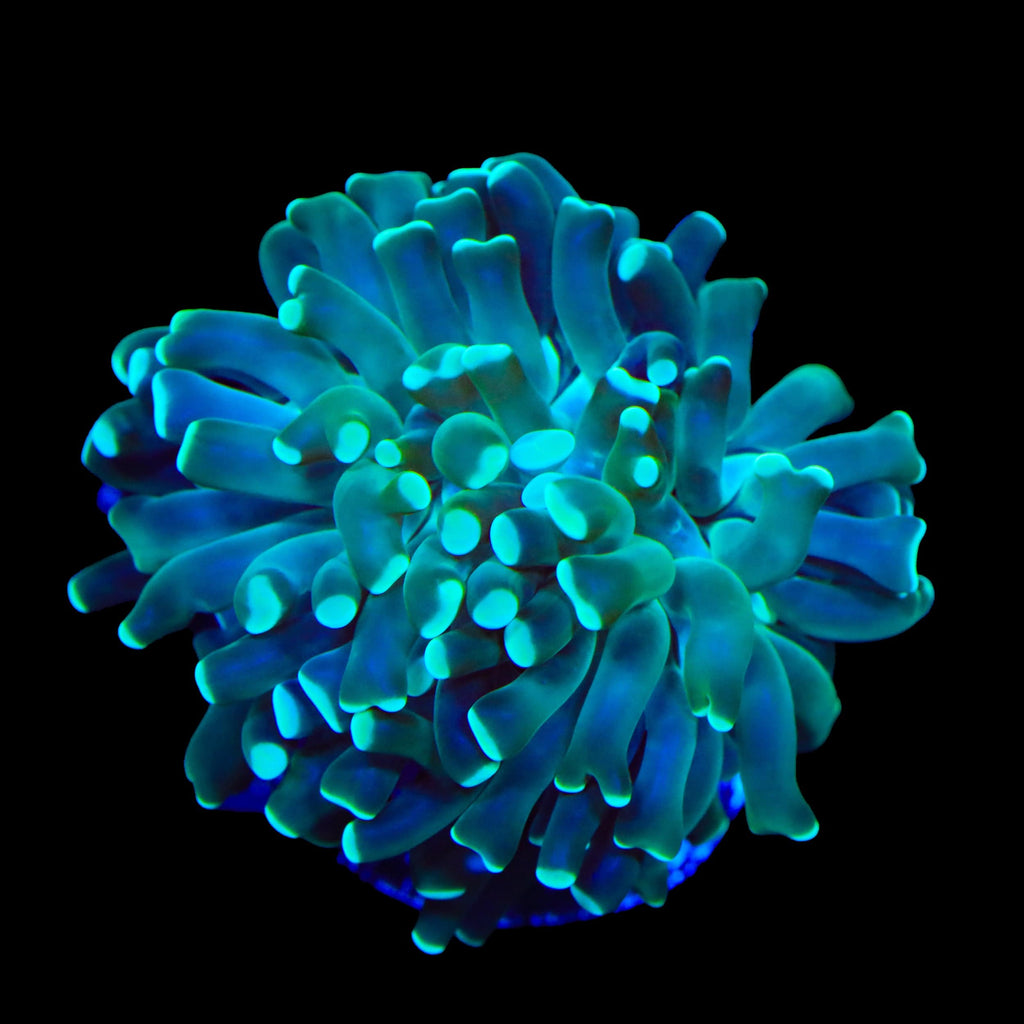 Mint Hammer Coral
