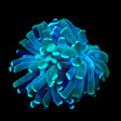 Mint Hammer Coral
