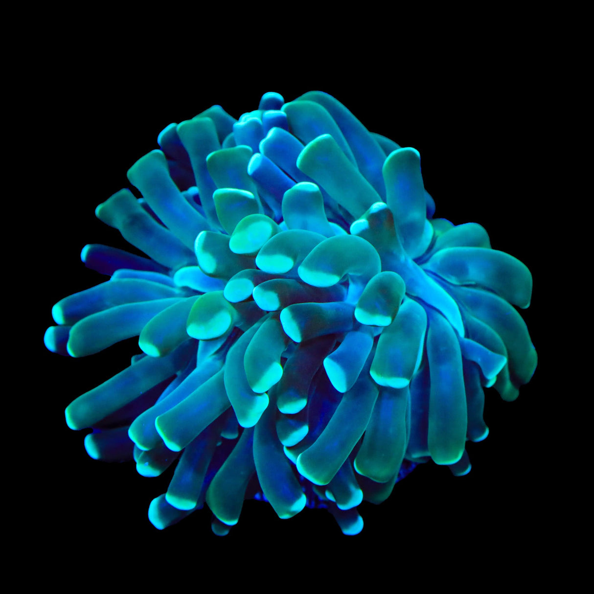 Mint Hammer Coral