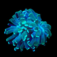 Mint Hammer Coral