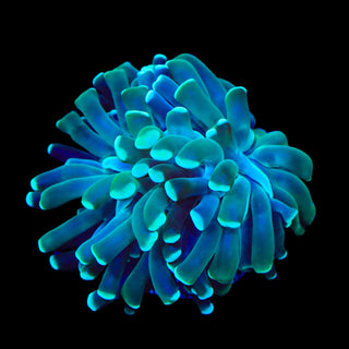 Mint Hammer Coral
