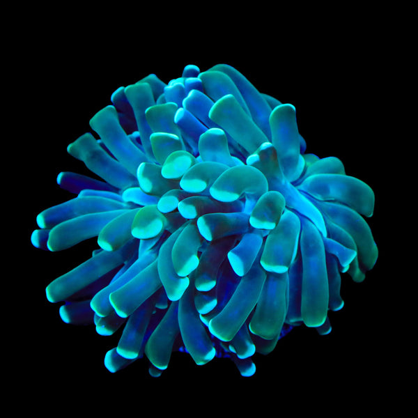 Mint Hammer Coral