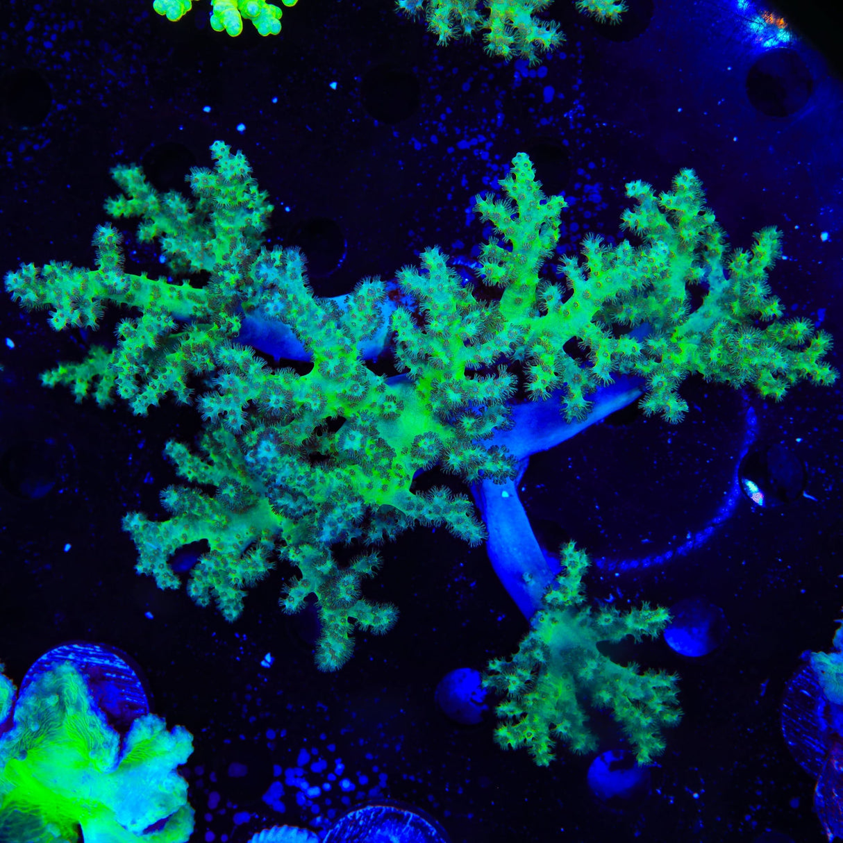Mint Leather Colony Coral