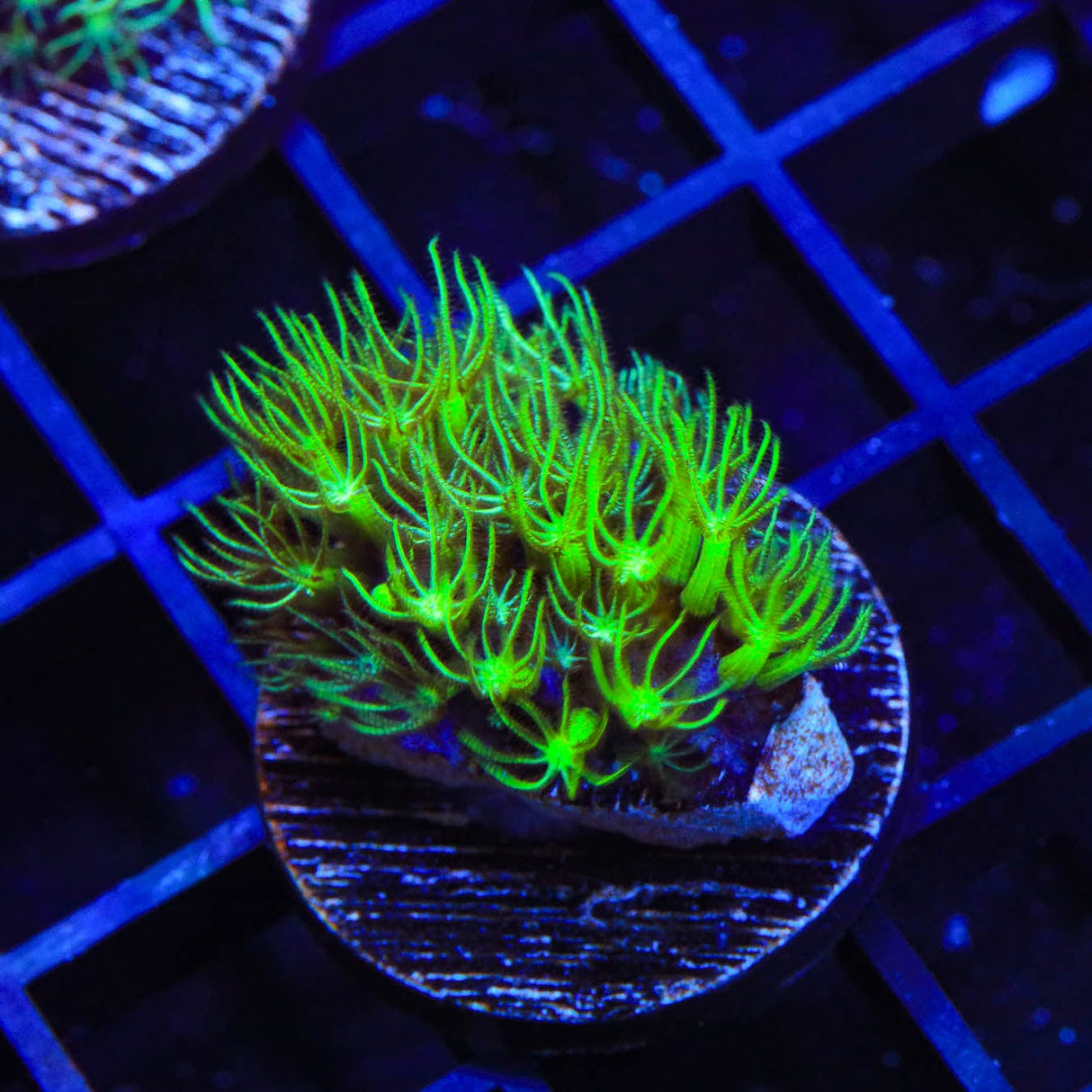 Mint Star Polyps Coral