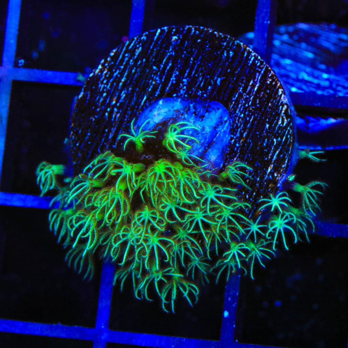 Mint Star Polyps Coral