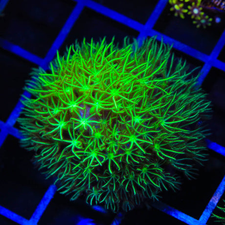 Mint Star Polyps Coral