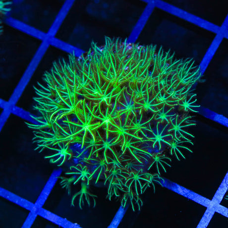 Mint Star Polyps Coral