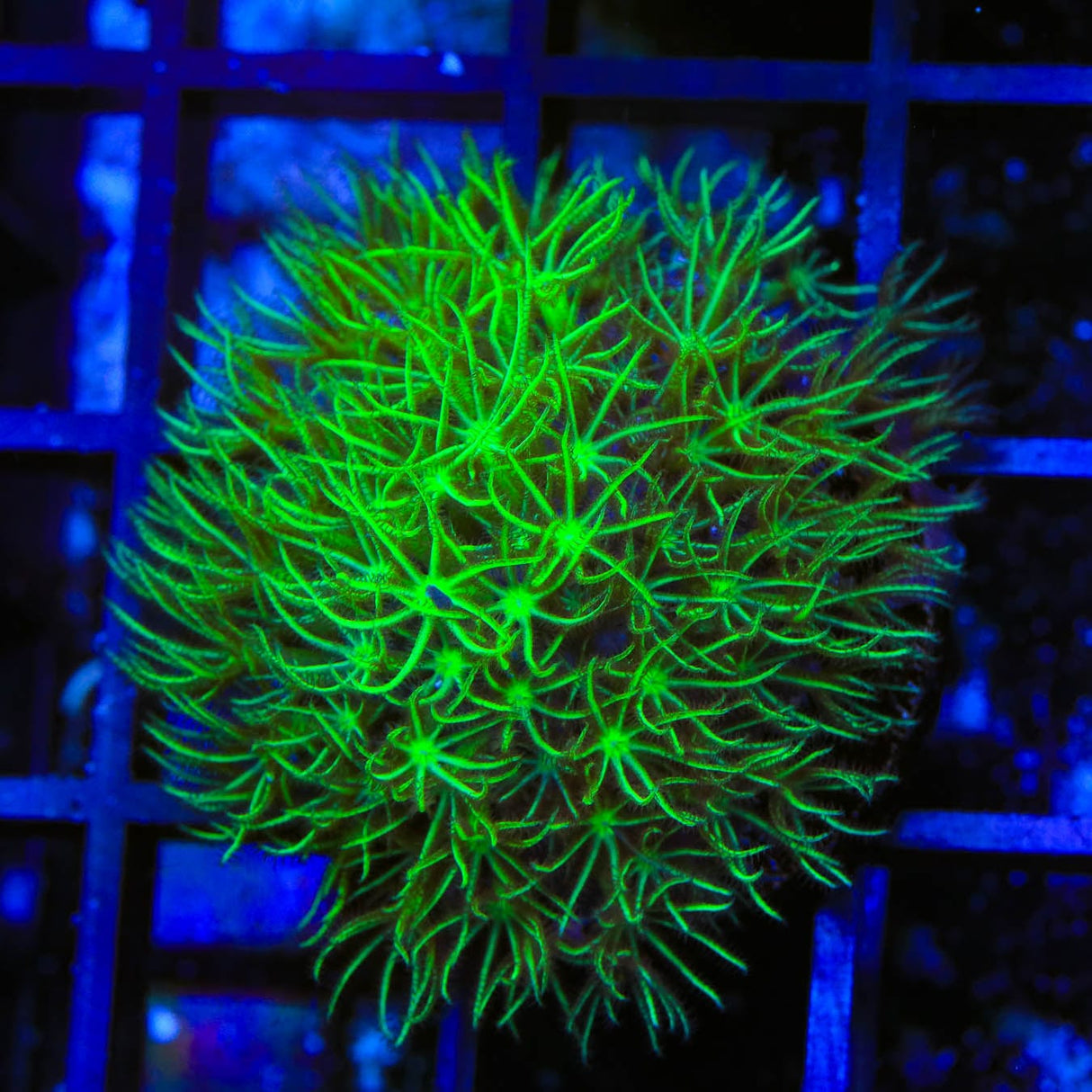 Mint Star Polyps Coral