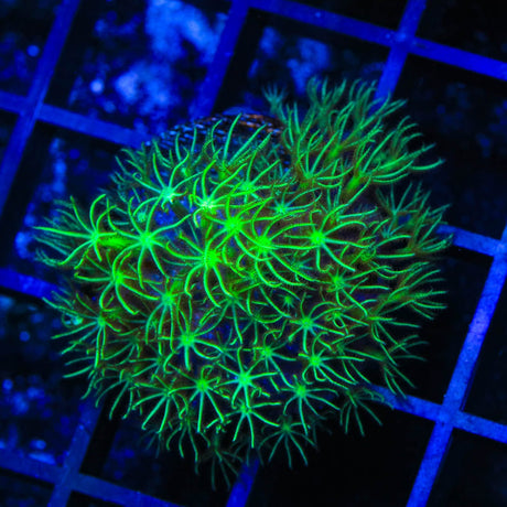 Mint Star Polyps Coral