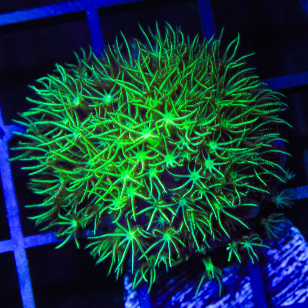Mint Star Polyps Coral