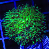 Mint Star Polyps Coral