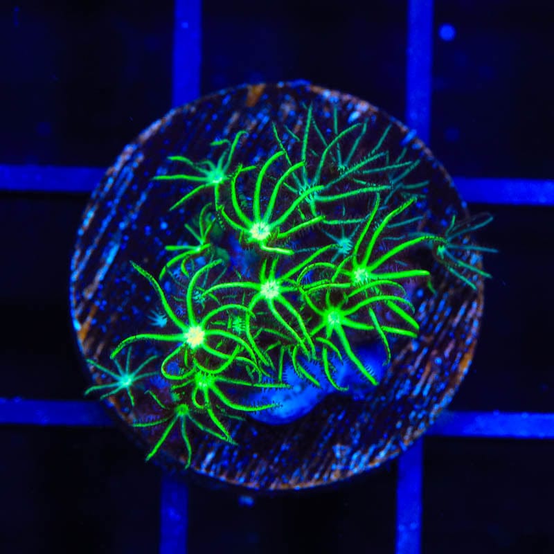 Mint Star Polyps Coral