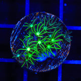Mint Star Polyps Coral