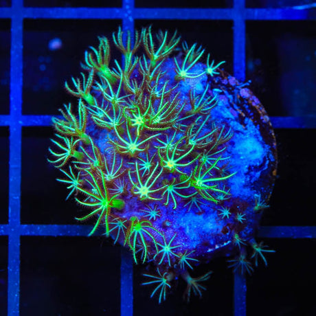 Mint Star Polyps Coral
