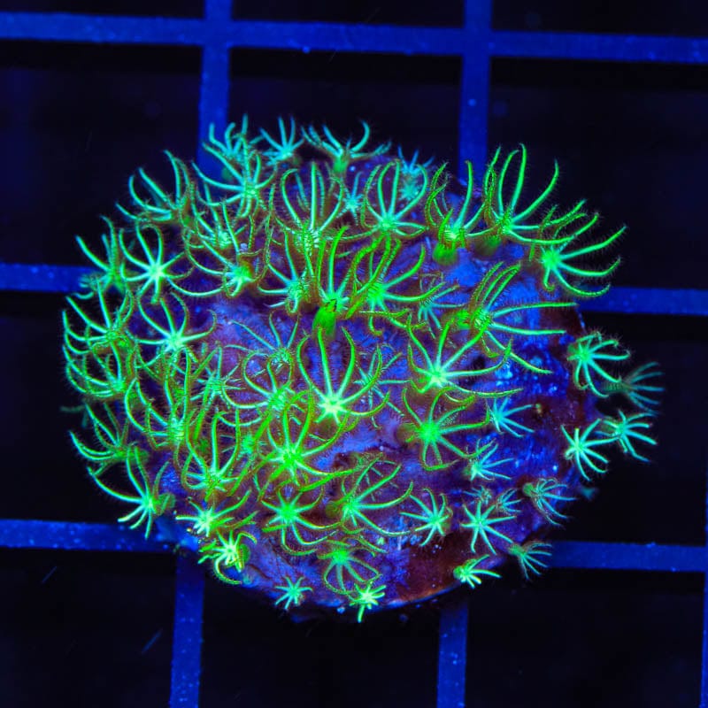 Mint Star Polyps Coral