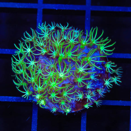 Mint Star Polyps Coral