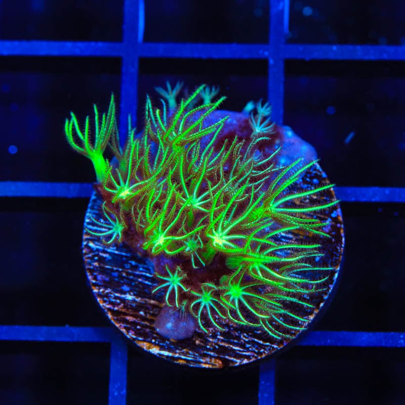 Mint Star Polyps Coral