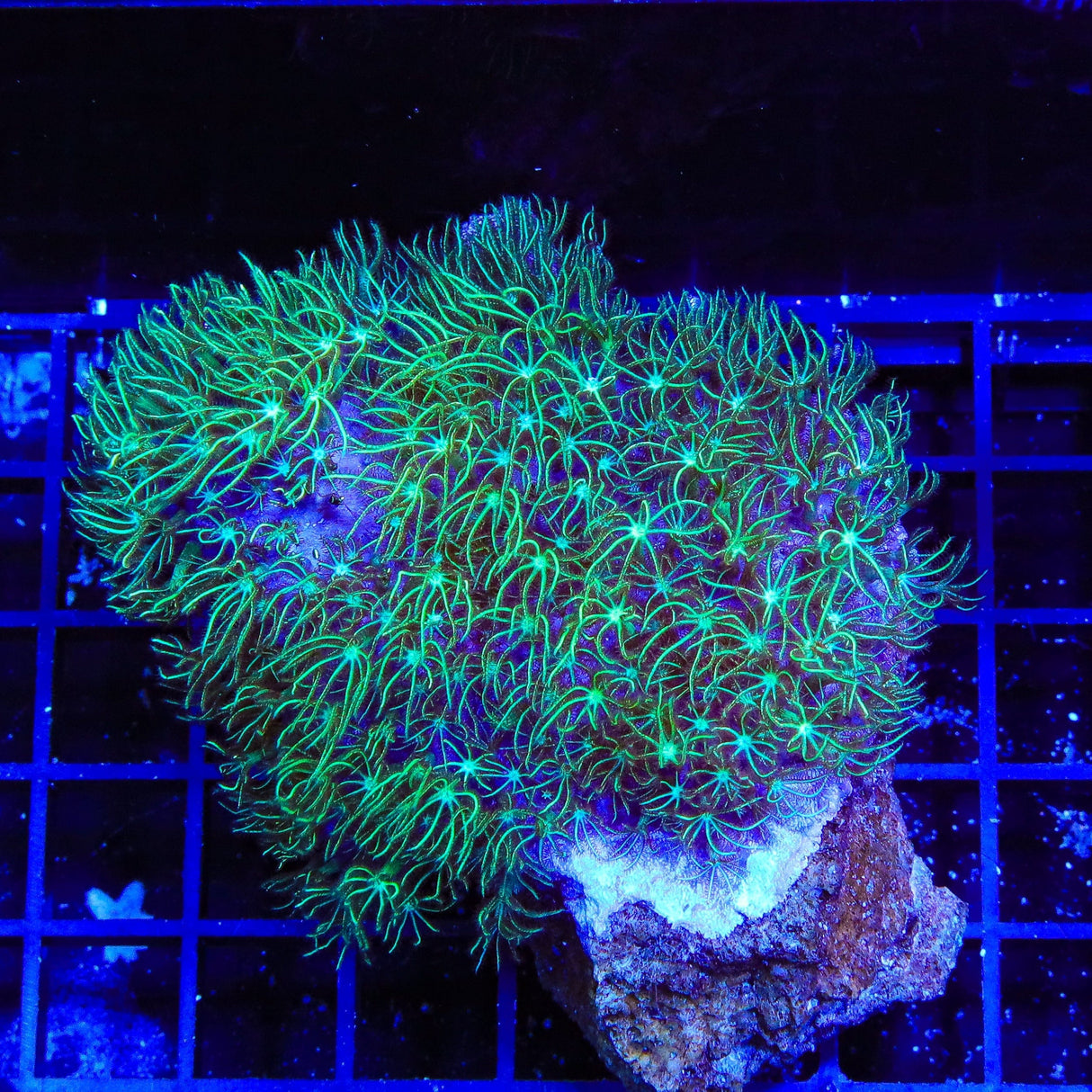 Mint Star Polyps XL Frag Coral