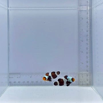Mocha Gladiator Pair Clownfish