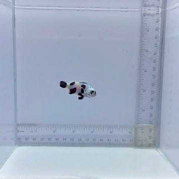 Mocha Storm Clown Fish