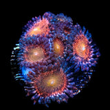 Mohawk Zoanthids Coral