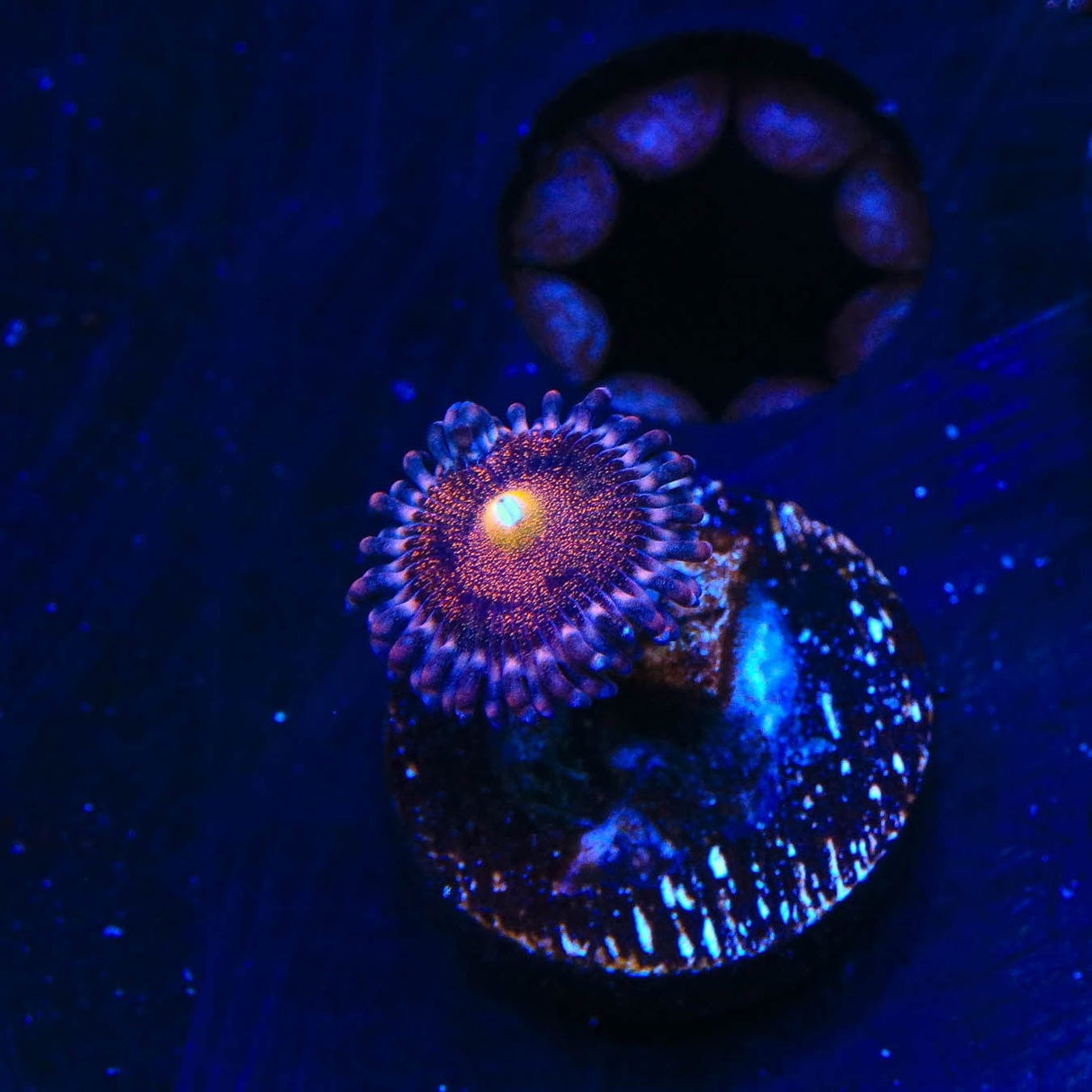 Mohawk Zoanthids Coral