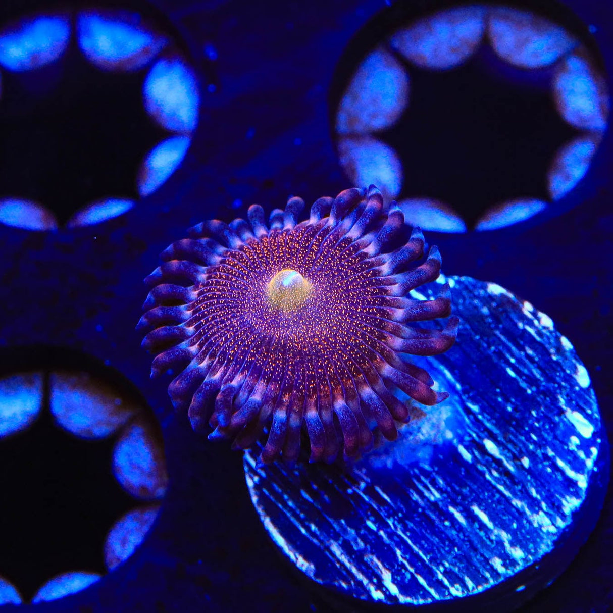 Mohawk Zoanthids Coral
