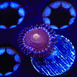 Mohawk Zoanthids Coral