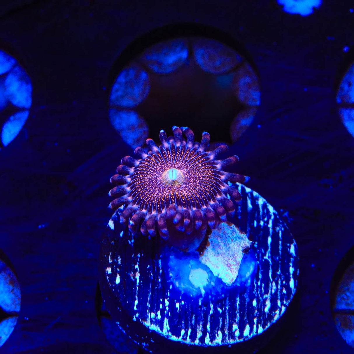 Mohawk Zoanthids Coral