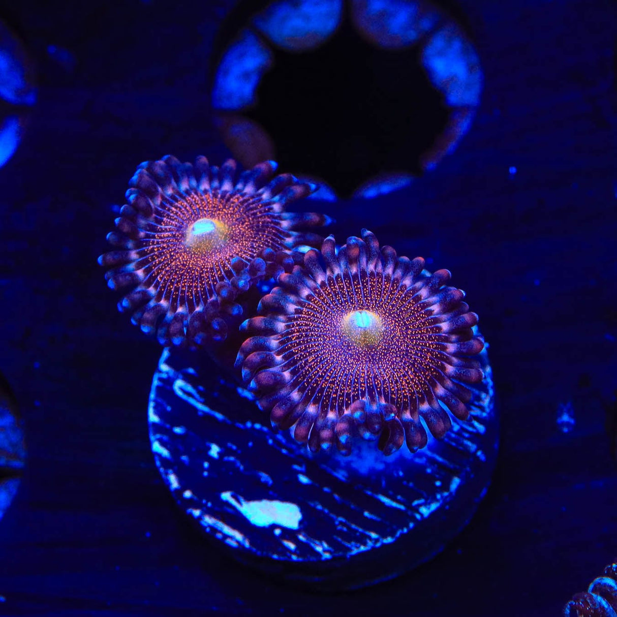 Mohawk Zoanthids Coral