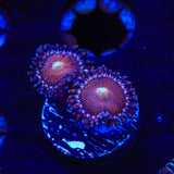 Mohawk Zoanthids Coral