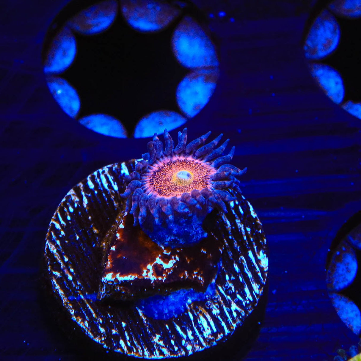 Mohawk Zoanthids Coral