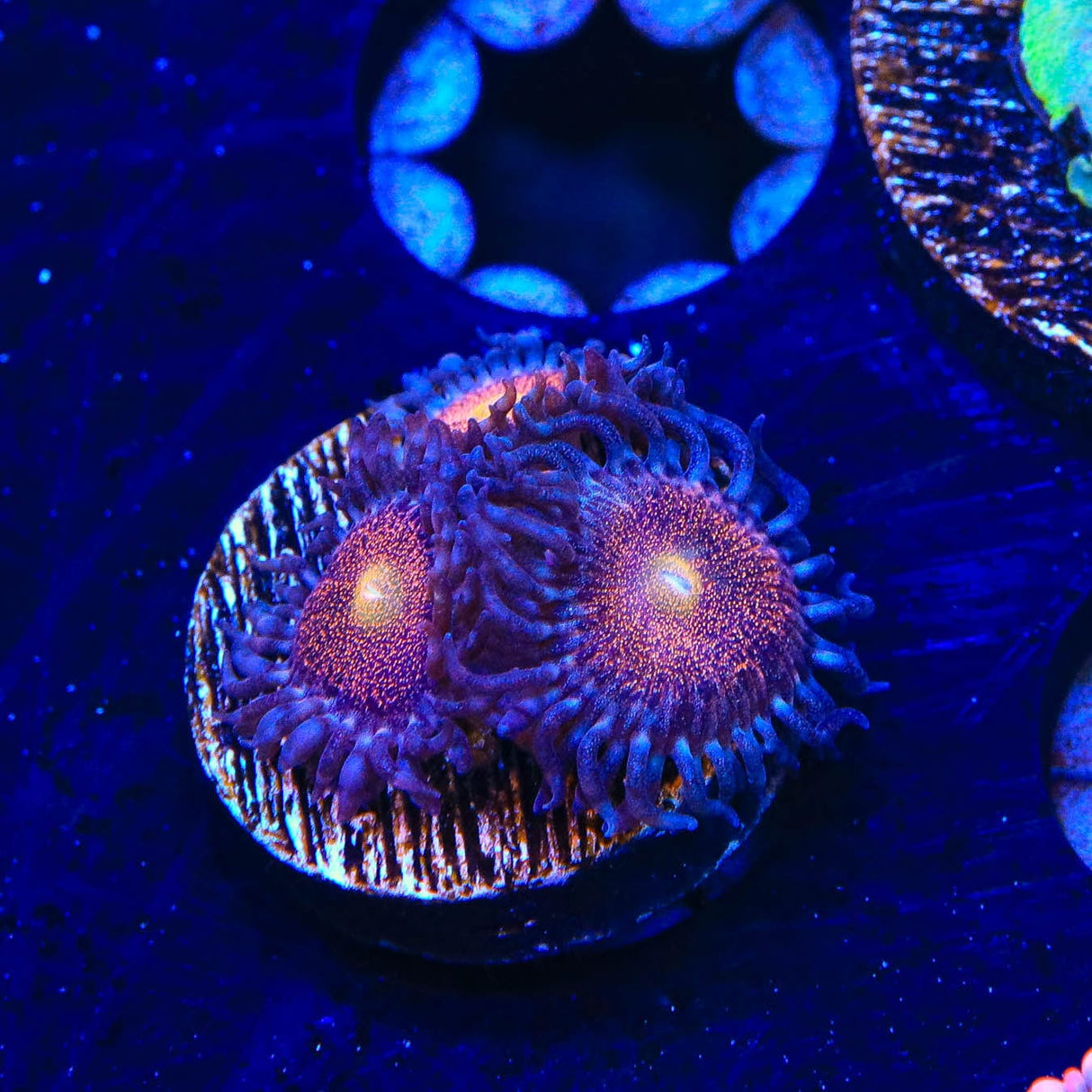 Mohawk Zoanthids Coral