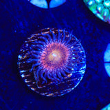 Mohawk Zoanthids Coral