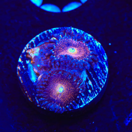 Mohawk Zoanthids Coral