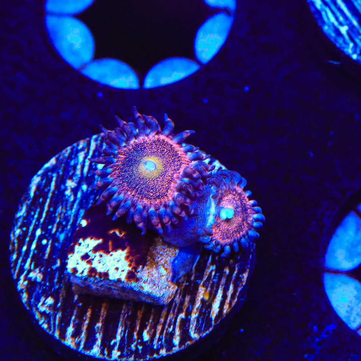 Mohawk Zoanthids Coral