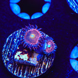 Mohawk Zoanthids Coral